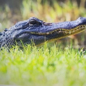 Meet your Posher, Mattie